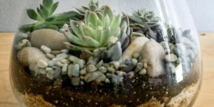 Bisnis Terrarium, Hiasan Tanaman Yang Cantik Dan Menenangkan