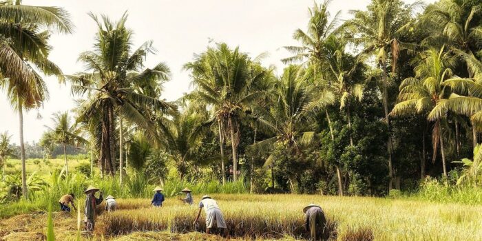 Ekonomi Agrikultur: Analisis Sektor Pertanian Dan Permasalahannya