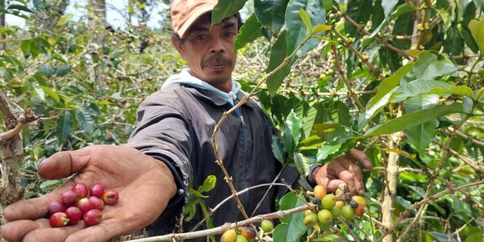 Produksi specialty coffee dari kebun Wanoja Coffee